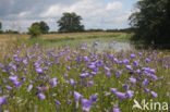 Harebell