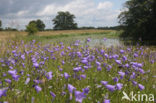 Grasklokje (Campanula rotundifolia)