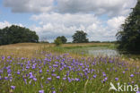 Grasklokje (Campanula rotundifolia)