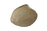 Grey Carpet-shell (Venerupis senescens) 