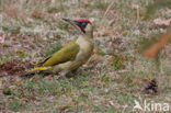 Groene Specht (Picus viridis) 