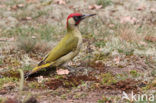 Groene Specht (Picus viridis) 