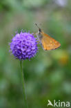 Groot dikkopje (Ochlodes faunus)