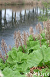 Groot hoefblad (Petasites hybridus)