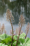 Butterbur (Petasites hybridus)