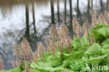 Groot hoefblad (Petasites hybridus)