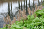 Groot hoefblad (Petasites hybridus)