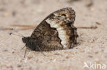 Woodland Grayling (Hipparchia fagi)