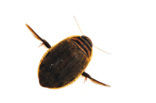 Great Diving Beetle (Acilius sulcatus)