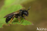 Grote roetbij (Panurgus banksianus)