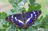 Purple Emperor (Apatura iris)