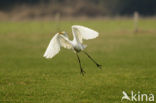 Grote zilverreiger (Casmerodius albus)