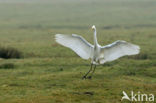 Grote zilverreiger (Casmerodius albus)