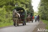 Haflinger paard (Equus spp)