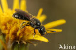 Lasioglossum semilucens