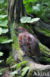 Hazel grouse (Tetrastes bonasia)