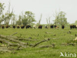 Heck cattle