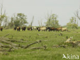 Heck cattle