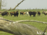 Heck cattle