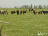 Heck cattle