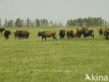 Heck cattle