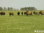 Heck cattle
