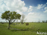 Heck cattle