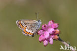 Heideblauwtje (Plebejus argus) 