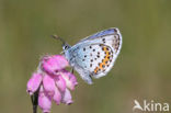 Heideblauwtje (Plebejus argus) 