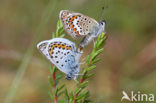 Heideblauwtje (Plebejus argus) 