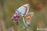 Heideblauwtje (Plebejus argus) 