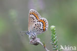 Silver Studded Blue (Plebejus argus)