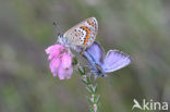 Heideblauwtje (Plebejus argus) 