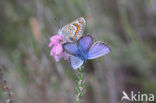 Silver Studded Blue (Plebejus argus)