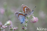 Silver Studded Blue (Plebejus argus)