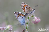 Heideblauwtje (Plebejus argus) 