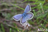 Silver Studded Blue (Plebejus argus)