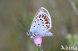 Silver Studded Blue (Plebejus argus)