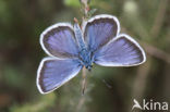 Silver Studded Blue (Plebejus argus)