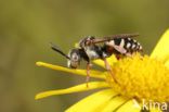 Heideviltbij (Epeolus cruciger)