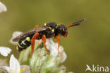 Heidewespbij (Nomada rufipes)