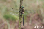 Hoogveenglanslibel (Somatochlora arctica) 