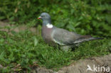 Wood Pigeon
