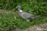 Houtduif (Columba palumbus)