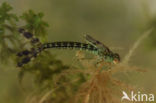 Houtpantserjuffer (Lestes viridis)