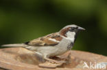 Huismus (Passer domesticus) 