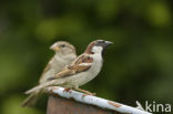 Huismus (Passer domesticus) 