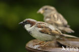 Huismus (Passer domesticus) 