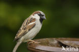 Huismus (Passer domesticus) 