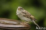 Huismus (Passer domesticus) 